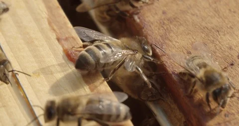 Close up on Bees inside the hive in slow motion Stock Footage 117552782