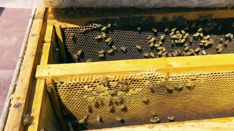Close-up of bees living in a hive. Apiary and honey production. Stock Footage 243267134