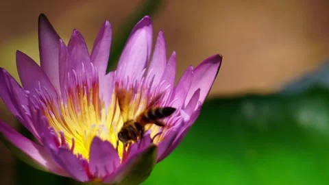 Close up bees on lotus flower Stock Footage 131812524