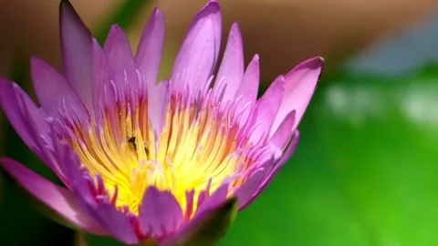 Close up bees on lotus flower Video stock 131812581