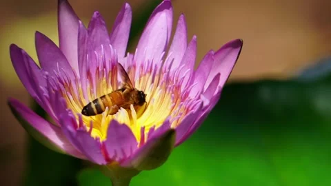 Close up bees on lotus flower Stock Footage 131812587