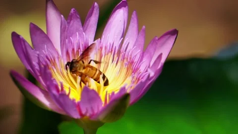 Close up bees on lotus flower Stock Footage 131812651