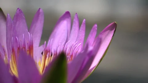 Close up bees on lotus flower Stock Footage 131812674