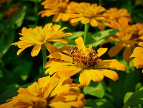 Close-up Bees on Marigold Flower with Selective Focus Foto stock