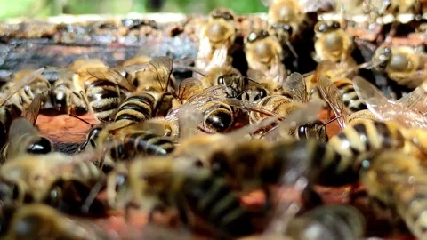 Close-Up of Bees Moving on Top of Hive Frames Video stock 310061576
