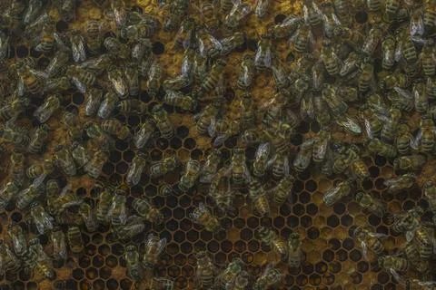 Close-up of bees on a natural beehive Photos