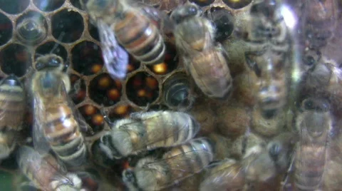 Close up of Bees in Nest Video stock 461129