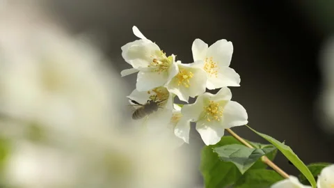 Close up of bees on orange blossom flowers. Beautiful bokeh and evening sunny Stock Footage