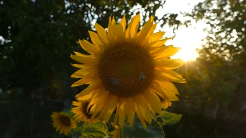 Close up of bees pollinate sunflower. Group of honeybees collecting pollen Stock Footage 156344387