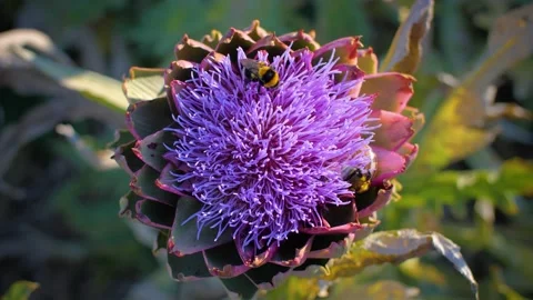 Close up of bees pollinating a beautiful purple artichoke flower. Stock Footage 157433890