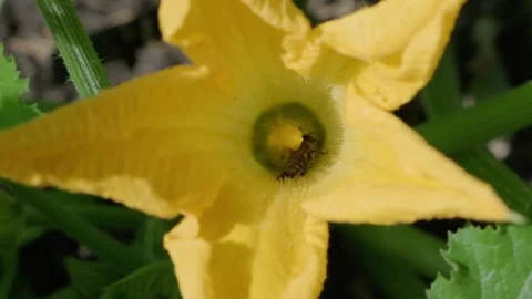 Close up of Bees Pollinating a Bright Yellow Flower , slow motion Video stock 314767455