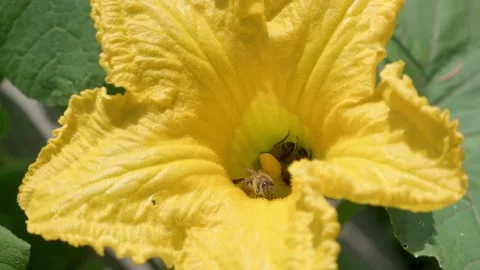 Close up of Bees Pollinating a Bright Yellow Flower 스톡 동영상 314767480