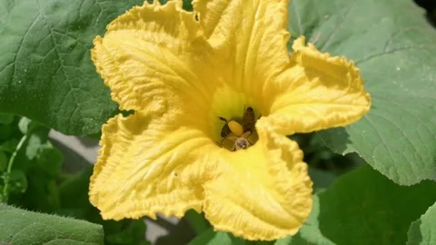 Close up of Bees Pollinating a Bright Yellow Flower Stock-Footage 314767499