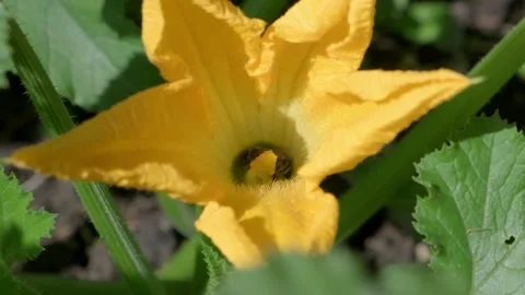 Close up of Bees Pollinating a Bright Yellow Flower Stock-Footage 315979556