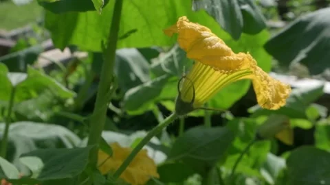 Close up of Bees Pollinating a Bright Yellow Flower Stock-Footage 317238010
