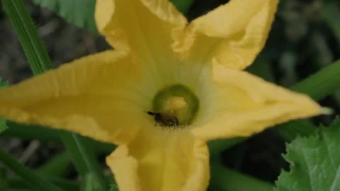 Close up of Bees Pollinating a Bright Yellow Flower Stock-Footage 317238032