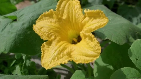 Close up of Bees Pollinating a Bright Yellow Flower Stock-Footage 317238066