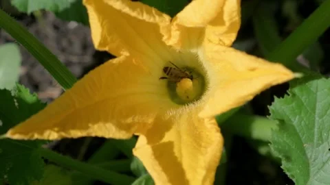 Close up of Bees Pollinating a Bright Yellow Flower Stock-Footage 317238092
