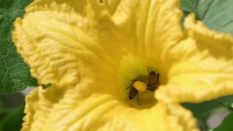 Close up of Bees Pollinating a Bright Yellow Flower Stock-Footage 317238102