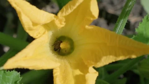 Close up of Bees Pollinating a Bright Yellow Flower Stock-Footage 317238118