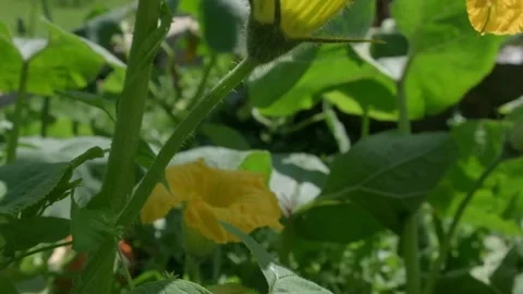 Close up of Bees Pollinating a Bright Yellow Flower Stock-Footage 317238134