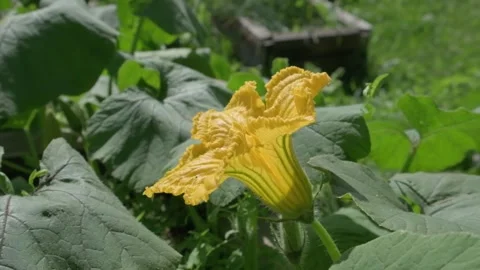 Close up of Bees Pollinating a Bright Yellow Flower Stock-Footage 317238146