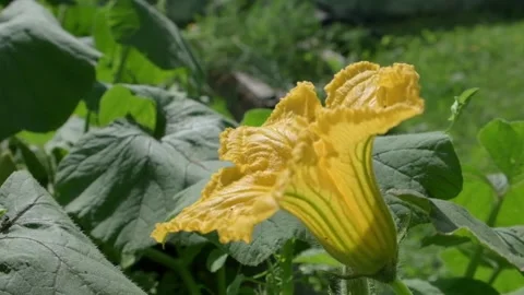 Close up of Bees Pollinating a Bright Yellow Flower Stock-Footage 317238197