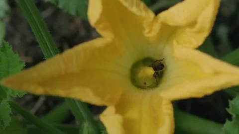 Close up of Bees Pollinating a Bright Yellow Flower Stock-Footage 317238211