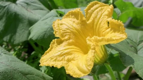 Close up of Bees Pollinating a Bright Yellow Flower Stock-Footage 317238238