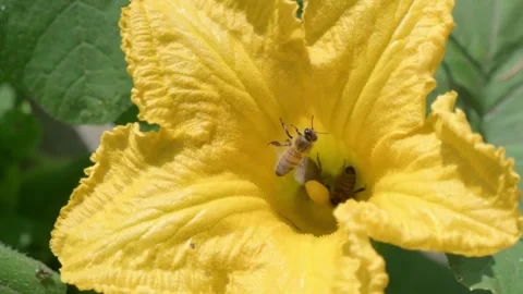 Close up of Bees Pollinating a Bright Yellow Flower Stock-Footage 317238281