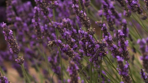 Close Up Bees Pollinating Lavender Fields in Provence France. Incredible Sc.. Stock Footage 313451728