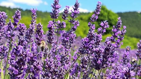 Close-up of Bees Pollinating Lavender Flowers. Stock Footage 318743127