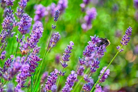 Close up of Bees Pollinating Lavender Stock Photos