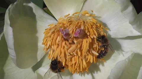 Close Up Bees Pollinating Peony Flower in Summer, Bee on Flower, Pollination Stock-Footage 50769770