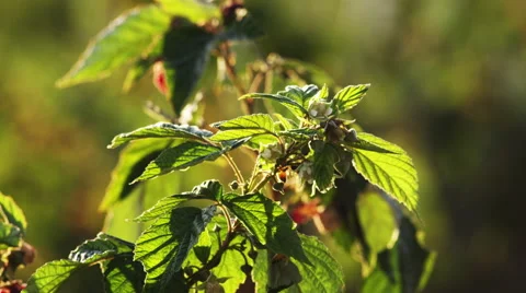 Close up of bees pollinating tiny flowers on a bush 動画素材 52216564