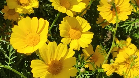 Close-up of Bees Pollinating Vibrant Yellow Daisies in Sunlight Stock Footage 322818173