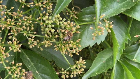 Close-up of Bees Pollinating Virginia Creeper Video stock 277409317