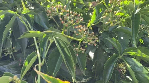 Close-up of Bees Pollinating Virginia Creeper Video stock 277409321