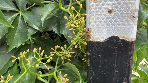 Close-up of Bees Pollinating Virginia Creeper Video stock 277409331