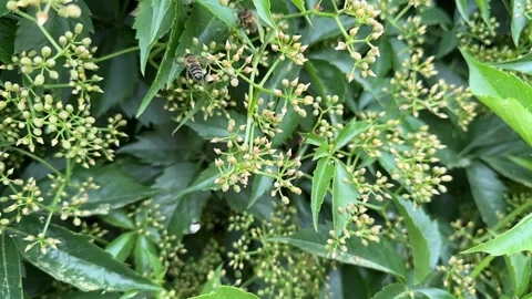 Close-up of Bees Pollinating Virginia Creeper Video stock 277409339