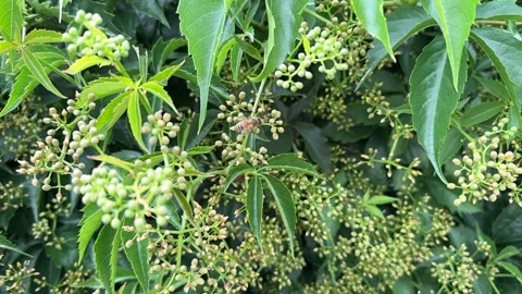 Close-up of Bees Pollinating Virginia Creeper Video stock 277409356