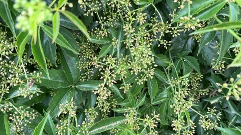 Close-up of Bees Pollinating Virginia Creeper Video stock 277409357