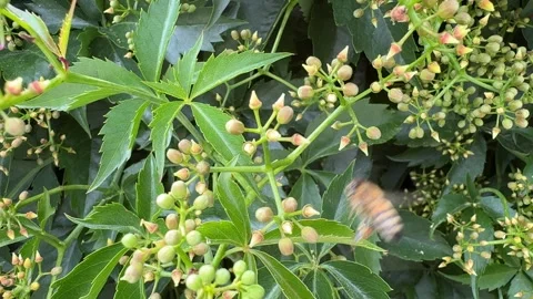Close-up of Bees Pollinating Virginia Creeper Video stock 277409376