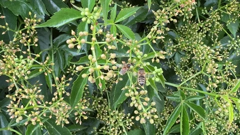 Close-up of Bees Pollinating Virginia Creeper Video stock 277409379