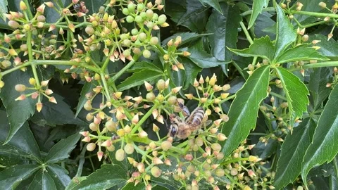 Close-up of Bees Pollinating Virginia Creeper Stock Footage 277409406