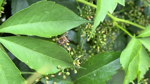 Close-up of Bees Pollinating Virginia Creeper Video stock 277409407