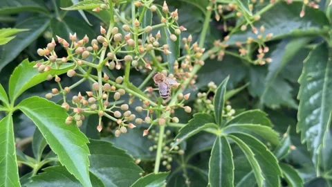 Close-up of Bees Pollinating Virginia Creeper Video stock 277409430