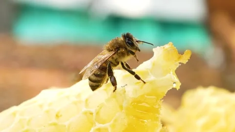 Close-up of bees sitting on wax honeycombs near a hive in an apiary. Stock Footage 314095834
