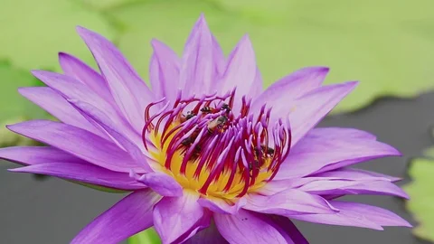 Close-up of bees is sucking nectar from a purple lotus flower. Stock Footage 125563773