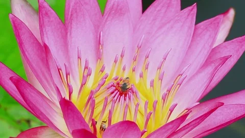 Close-up of bees is sucking nectar from a purple lotus flower. Stock Footage 126254204